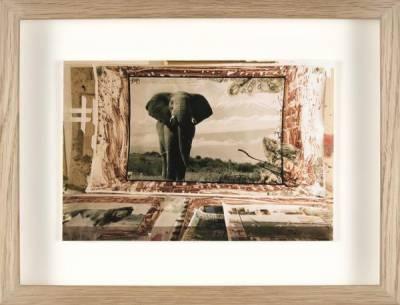 Peter Beard, Elephant, photographie